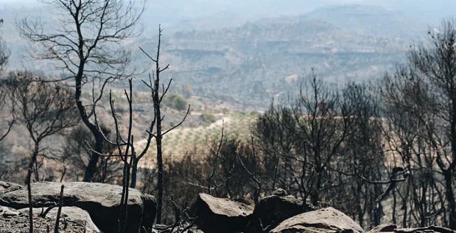 Ayúdanos a rebrotar