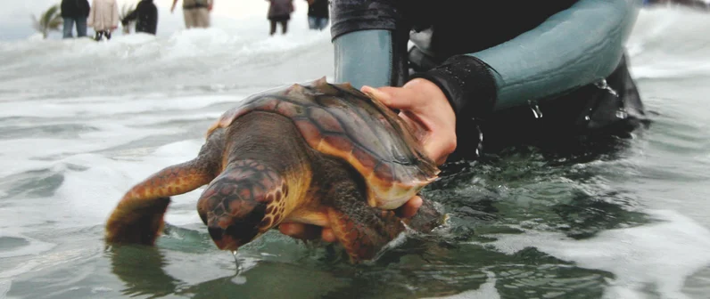 Rescate y asistencia a fauna marina