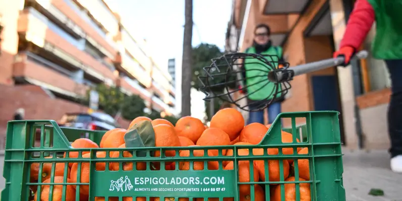 Urban(EAT)a: promovemos el aprovechamiento de los frutos de los árboles urbanos