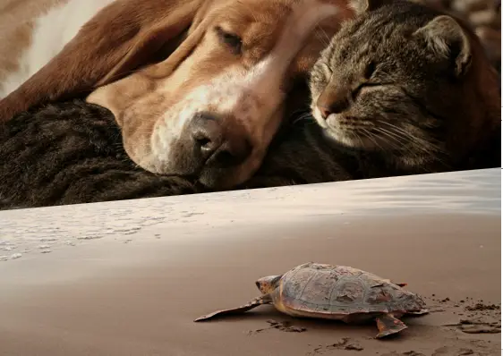 Ayúdanos a proteger a los animales de nuestro entorno