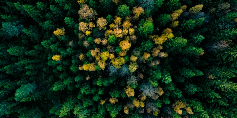 Colabora en la conservación del Medioambiente