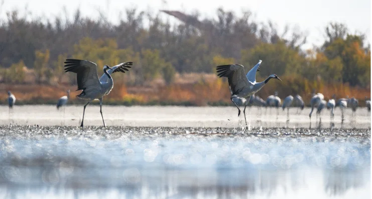 Conservación de la biodiversidad
